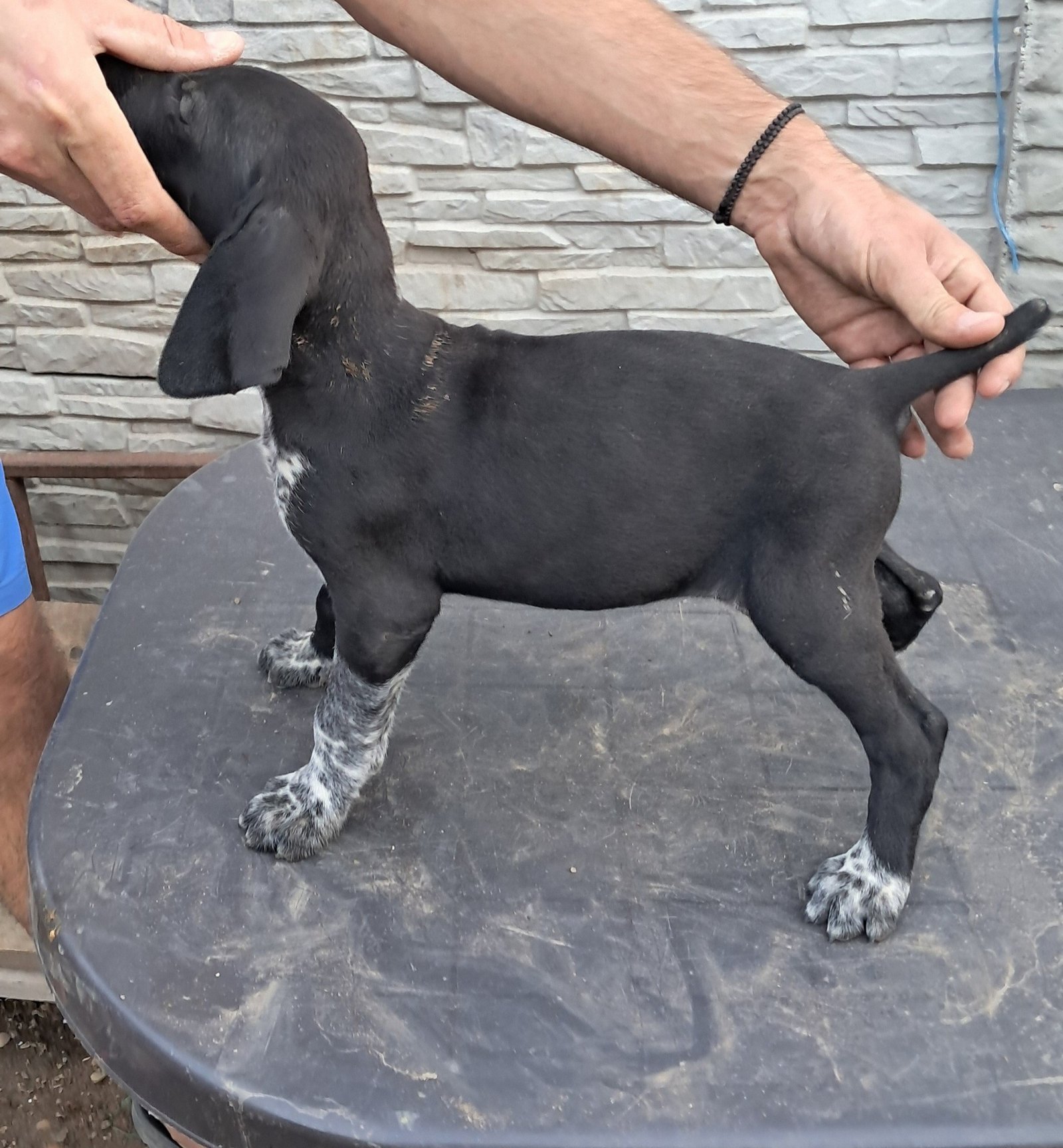 Brac german cu par scurt