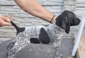 Brac german cu par scurt