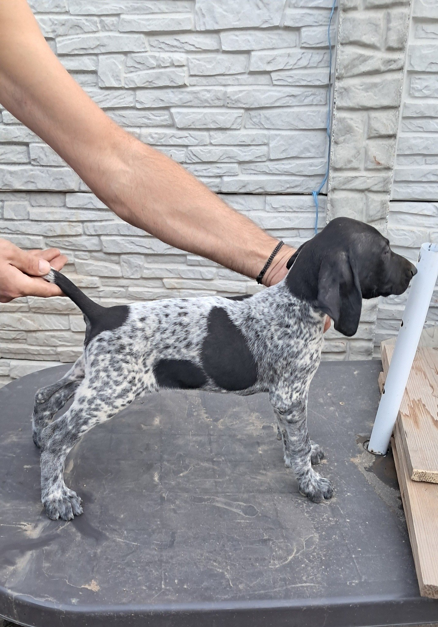 Brac german cu par scurt