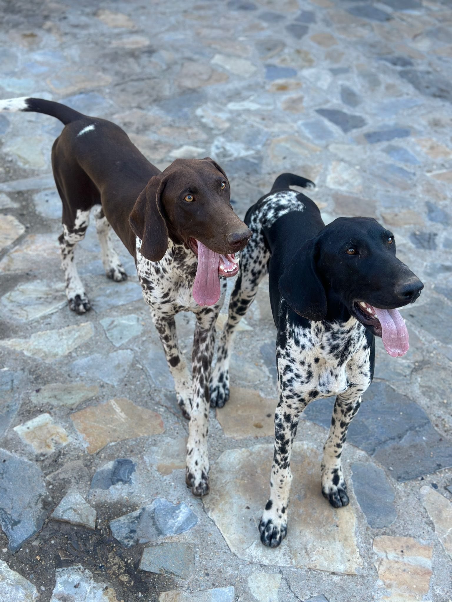 7lunin, își caută partener de vânătoare, pentru detalii 0767416156