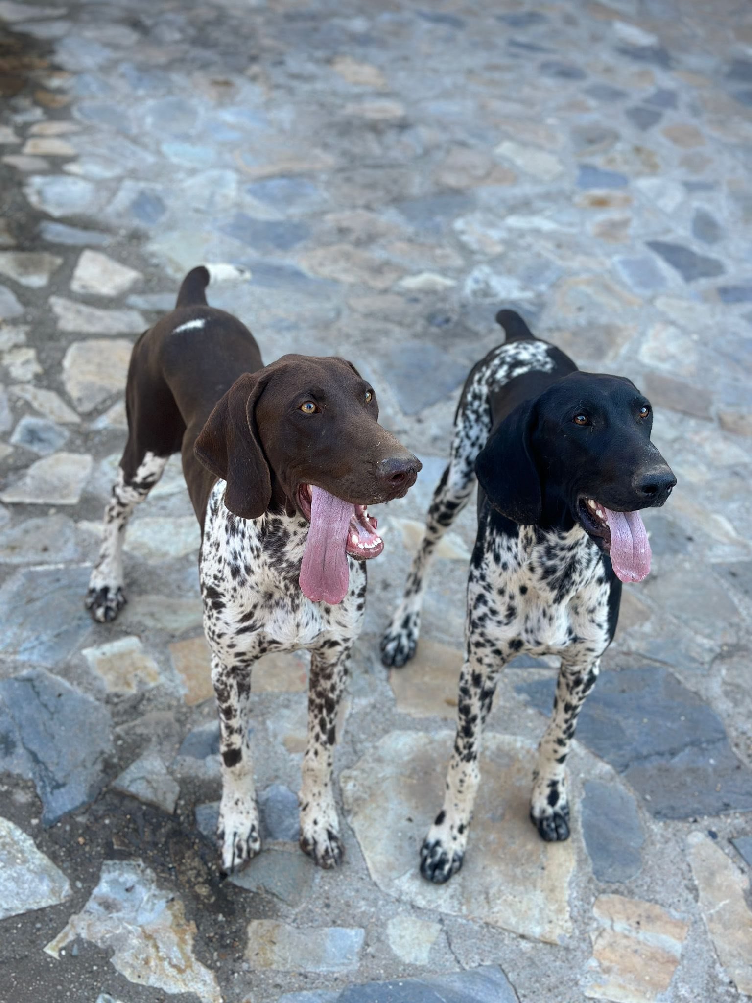 7lunin, își caută partener de vânătoare, pentru detalii 0767416156