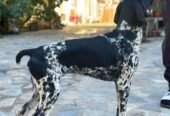 7lunin, își caută partener de vânătoare, pentru detalii 0767416156