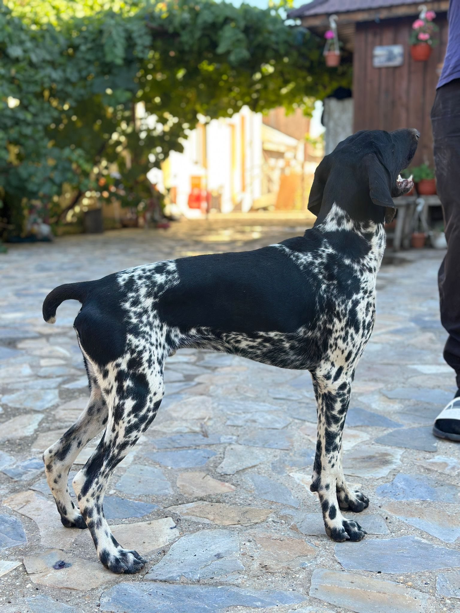 7lunin, își caută partener de vânătoare, pentru detalii 0767416156