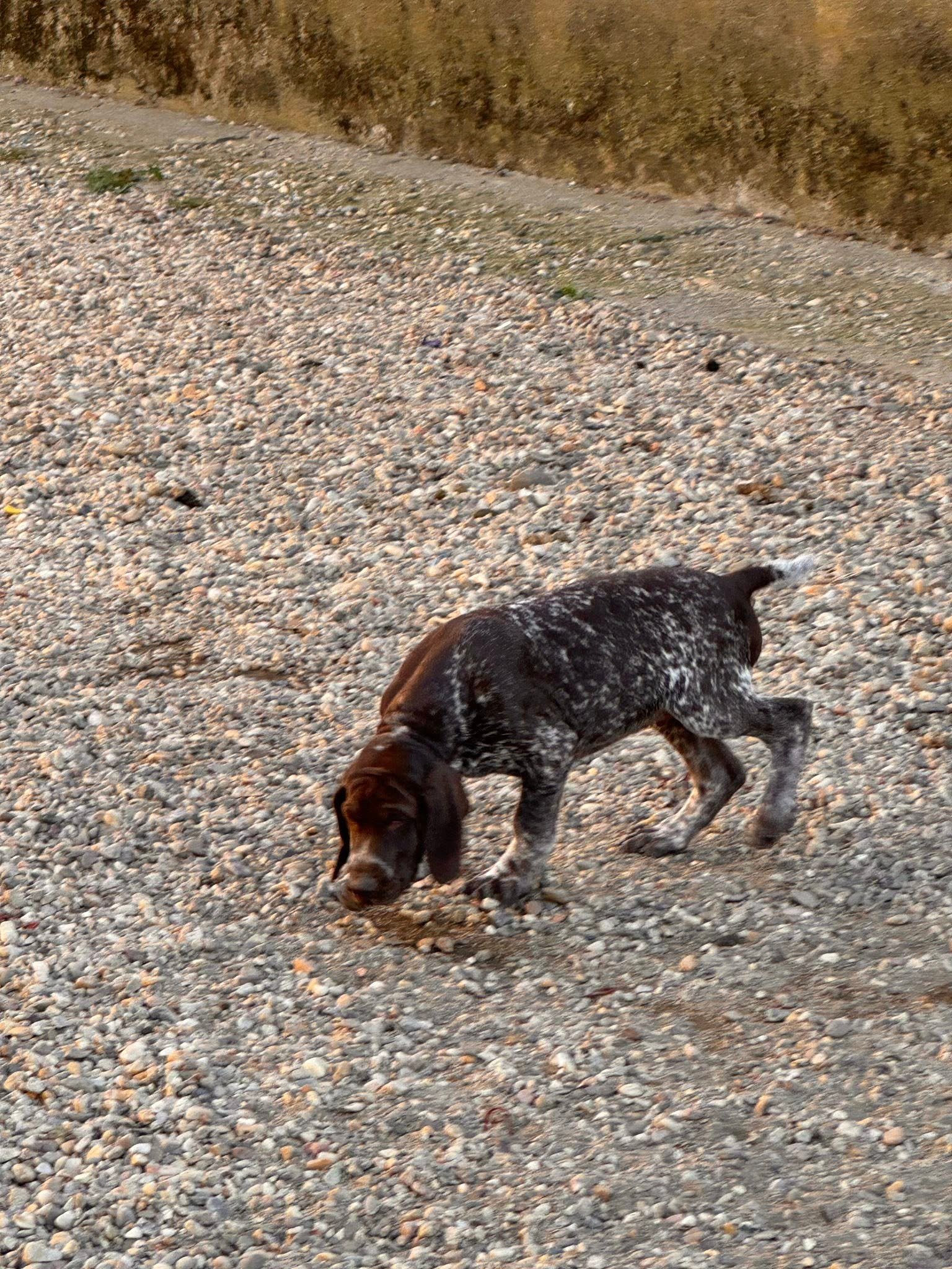 Vă așteptăm să ne luați acasă suntem 3 băieți , ne găsiți în județul Satu Mare .