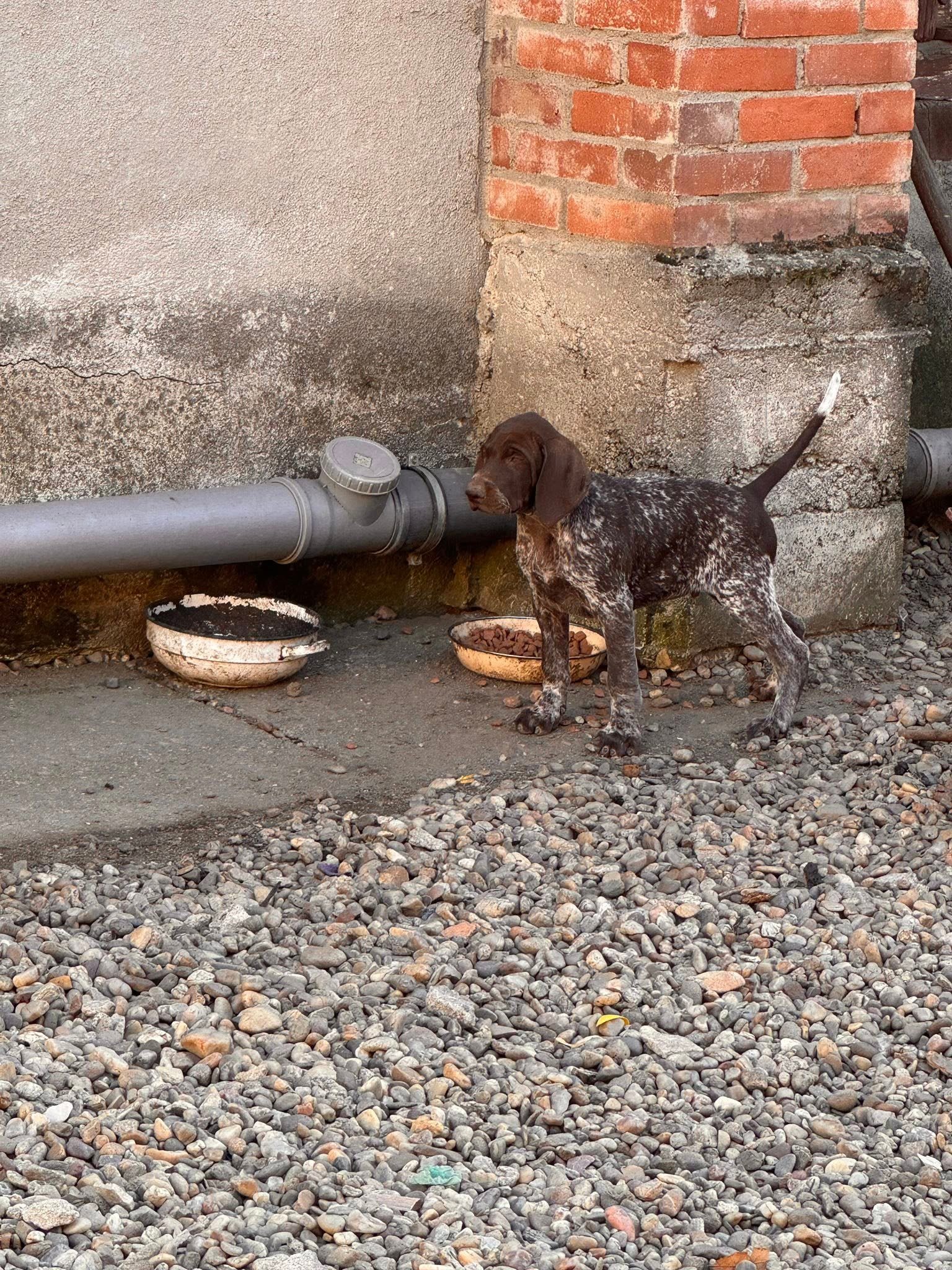 Vă așteptăm să ne luați acasă suntem 3 băieți , ne găsiți în județul Satu Mare .