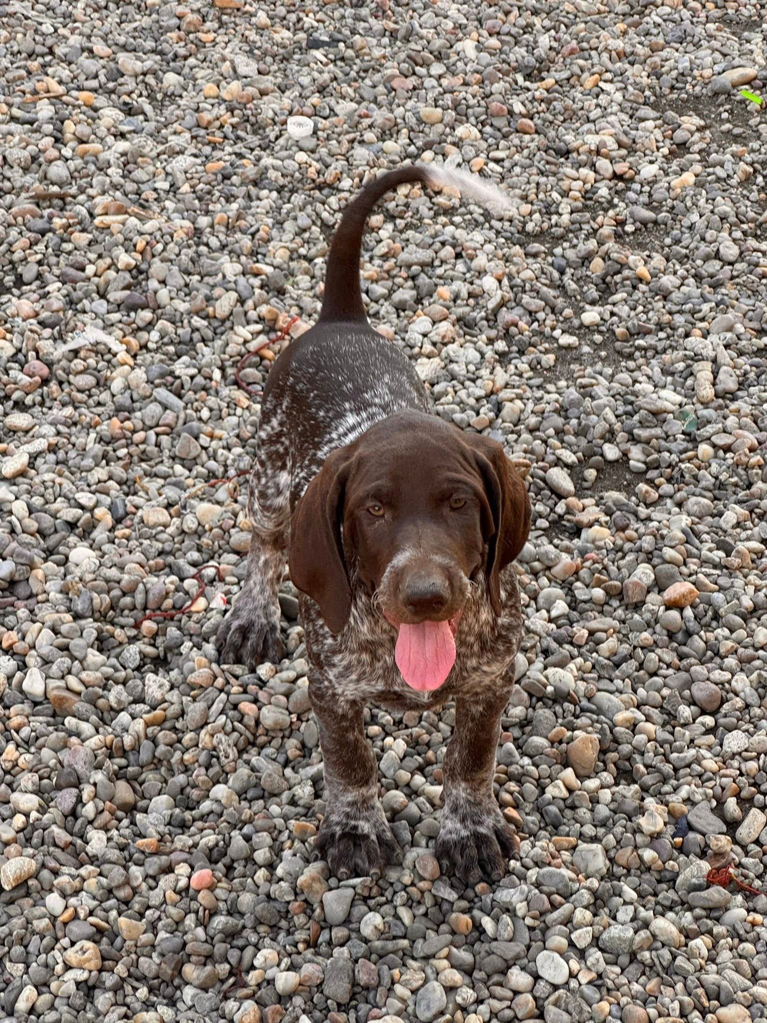 Vă așteptăm să ne luați acasă suntem 3 băieți , ne găsiți în județul Satu Mare .