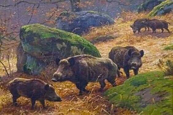 Porci mistreți