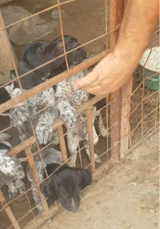 Pitici viitori vînători !!!!