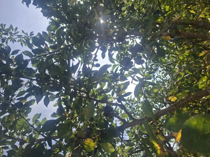 Vand Prune pt tuica