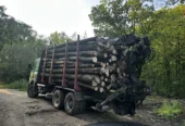 Lemn de foc FAG carpen STEJAR