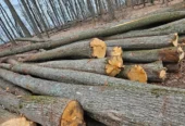 Lemn pentru foc(Carpen,Fag,Salcam)