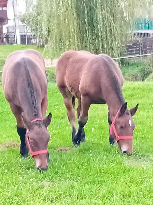 De vânzare o pereche de manji murgi de 6 luni speciali