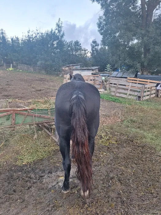 Armăsar de vânzare