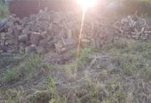 Lemne foc Salcam esenta tare sau esenta moale