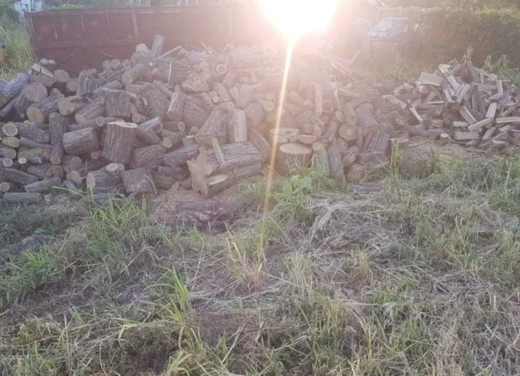 Lemne foc Salcam esenta tare sau esenta moale