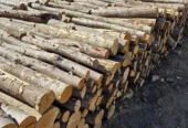 Lemn de foc esență tare cu livrare în județul Bistrița-Năsăud