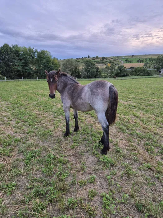 De vânzare mânz de 5 luni