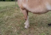 Vand 2 cai iapa blonda si armasar vanzare monta