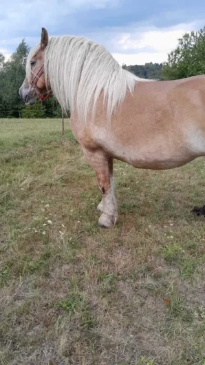 Vand 2 cai iapa blonda si armasar vanzare monta