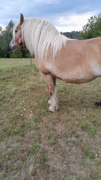 Vand 2 cai iapa blonda si armasar vanzare monta