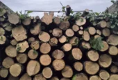 Vand lemne de foc esenta tare carpen cu stejar