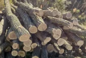 Lemn pentru foc(Carpen,Fag,Salcam)