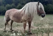 Vand 2 cai iapa blonda si armasar vanzare monta
