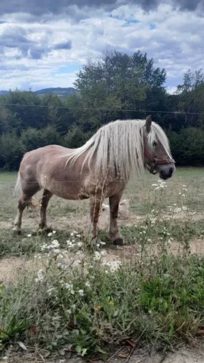 Vand 2 cai iapa blonda si armasar vanzare monta