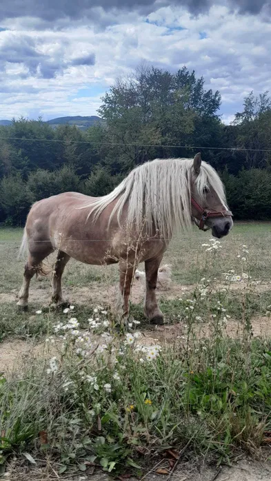 Vand 2 cai iapa blonda si armasar vanzare monta