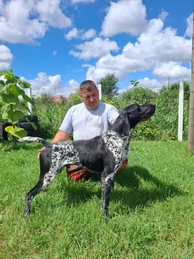 caini de vanatoare de vanzare