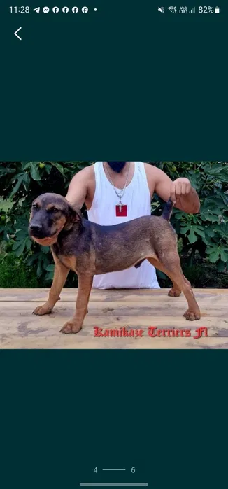 kamikaze terier caine de vanatoare
