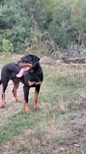 caine vanatoare copoi ardelenesc de vanzare