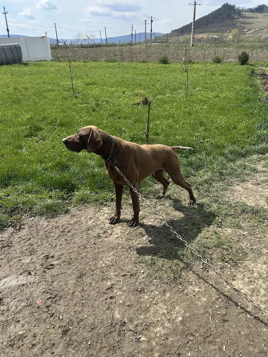 caine de vanatoare foarte bun si ascultator de vanzare