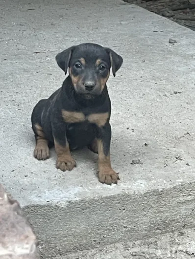 catel jagdterrier