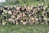 Vand lemne de foc esenta tare carpen cu stejar