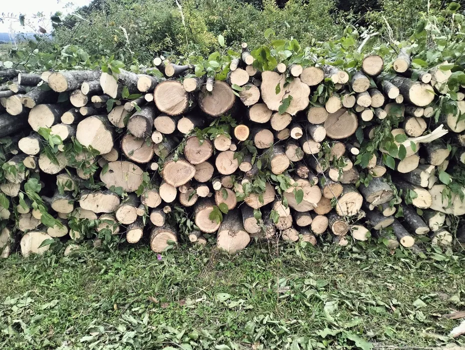 Vand lemne de foc esenta tare carpen cu stejar