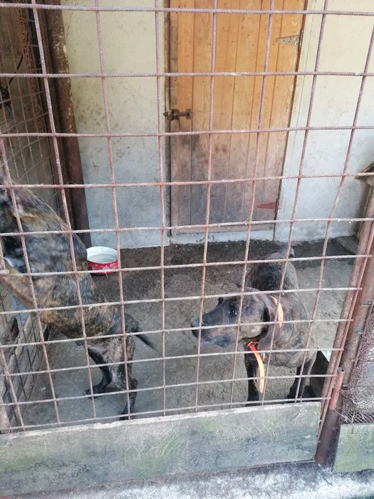 caini de vanatoare de vanzare