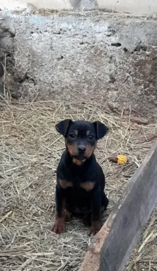 jagd terrier par scurt de vanzare
