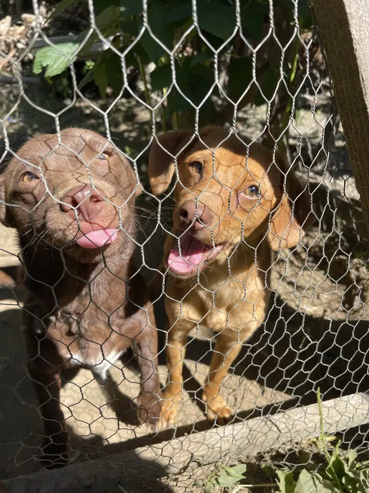 cainii de vanatoare de vanzare