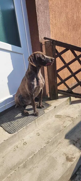 vand schimb brac german