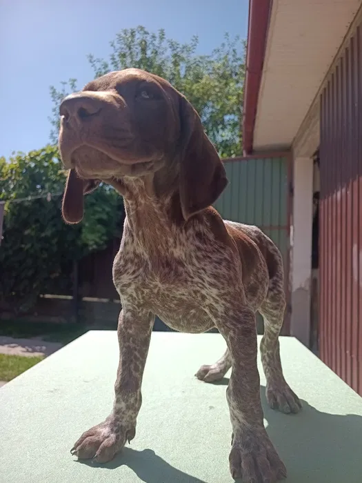 catei brac german dresat si ascultator