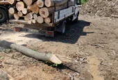 Vand lemn de foc bustean uscat sau verde