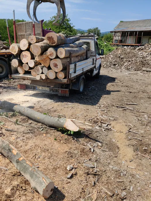 Vand lemn de foc bustean uscat sau verde