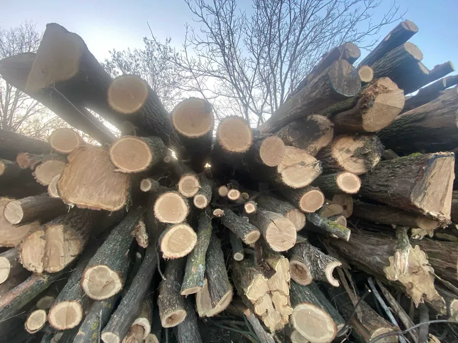 Lemn de salcâm și frasin