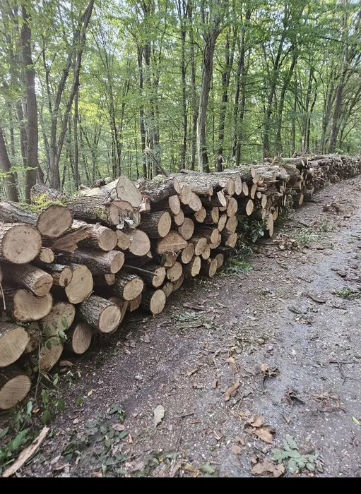 lemne de foc transport la domiciliu