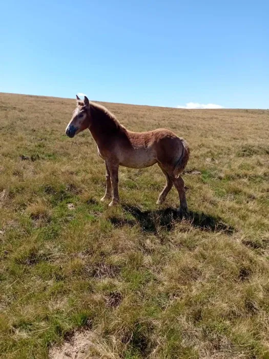 iapa de vanzare seminegru