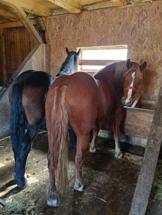 vand cai armasar si iapa