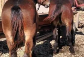 De vânzare o pereche de manji murgi de 6 luni speciali