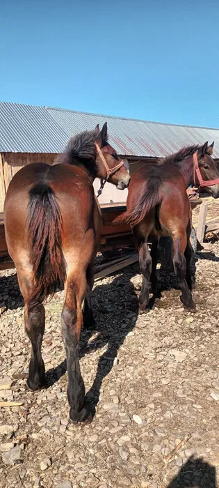 De vânzare o pereche de manji murgi de 6 luni speciali