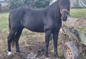 Armăsar de vânzare